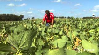 Managing Sclerotinia Stem Rot in Soybean [upl. by Rosmunda758]