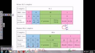 Major histocompatibility complex [upl. by Bartolemo481]