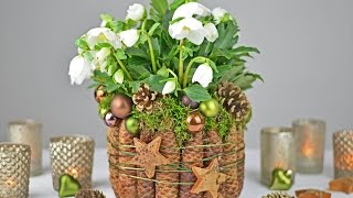 DIY  Christrose dekorieren mit Fichtenzapfen Moos I Tischdeko für Weihnachten und Winterzeit I [upl. by Weigle]