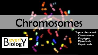 Chromosomes diploid vs haploid  updated [upl. by Ellimac254]