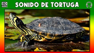 SONIDO DE TORTUGA 🐢 [upl. by Catton723]