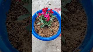 Dianthus repotting purelyplanted dianthus terracegraden [upl. by Anivram562]