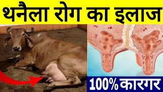 थनैला रोग का 100 देशी और रामबाण ईलाज  Thanela rog ka upchar  Mastitis Treatment Dairy framing [upl. by Danya524]