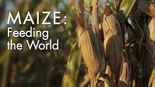 Maize Feeding the World  WSKG [upl. by Biddy]