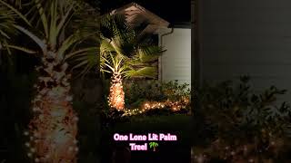 One Lone Lit Palm Tree🌴 [upl. by Davina]