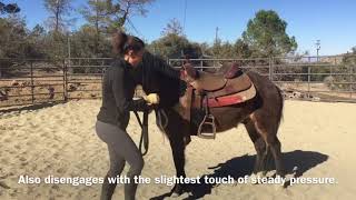 Pony Lui Progress and First Ride  Freedom Ranch [upl. by Caria]