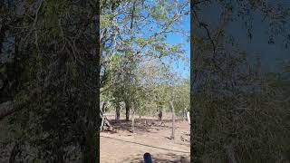 Cacería de palomas con rifles PCP [upl. by Norton278]