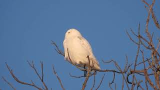 Harfang des neiges [upl. by Barbour282]