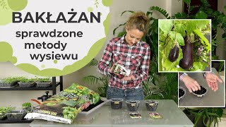 Bakłażan oberżyna  sprawdzone metody wysiewu Jak i kiedy wysiać bakłażana [upl. by Vernice]