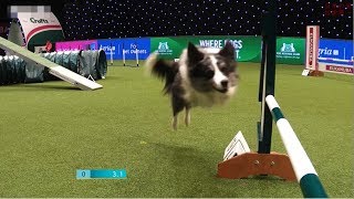 アジリティ｜賢すぎる犬のレース！これ、走ってる人も大変だ…【アニマルスポーツ】 [upl. by Madox79]