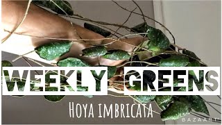 WEEKLY GREENS  Hoya imbricata [upl. by Warfield]