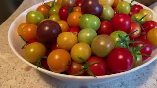 Tomato Harvest  August 30 2021 tomato cherrytomato Barrys Crazy Cherry PaulRobeson harvest [upl. by Dilisio331]