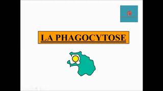 Phagocytose résumé simple et efficace  cours dimmunologie [upl. by Nets]