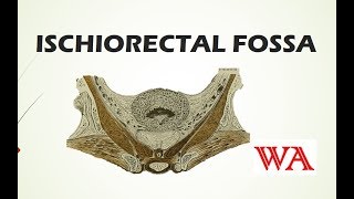 Ischiorectal Fossa  World of Anatomy [upl. by Lala818]