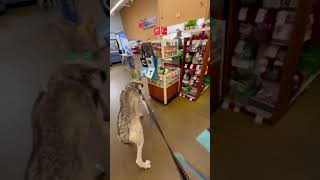 Wolfdog Goes Shopping shorts shortvideo shortsvideo [upl. by Aliuqaj197]