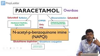 Paracetamol toxicity  Biochemical Basis  Lecture [upl. by Ihel]