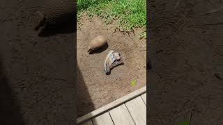 3Banded Armadillo Runs in a Circle [upl. by Hjerpe]