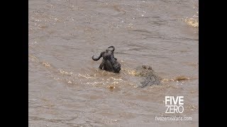 Wildbeest gets head crushed by huge croc with audio [upl. by Kampmann]