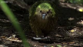 kakapo  the fattiest parrot [upl. by Gnep691]