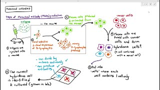 1111 Monoclonal Antibodies Cambridge AS A Level Biology 9700 [upl. by Yntrok993]