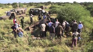 IFAW Tracking Elephants in Amboseli National Park Kenya with Satellite Collars [upl. by Shannon]