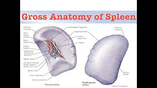 Anatomy of Spleen [upl. by Daniell]