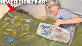 Sewer FISH TRAP Catches RARE Colorful CRAWFISH [upl. by Biancha]