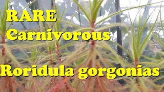 Plant Traveller Grow Carnivorous Plants Roridula gorgonias insecttrap [upl. by Zuleika]