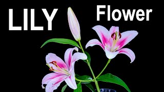 Lily flower 🌺 opening  time lapse 4K [upl. by Adey]