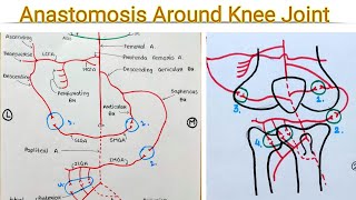 Genicular Anastomosis Anastomosis around knee joint [upl. by Yatnoj]