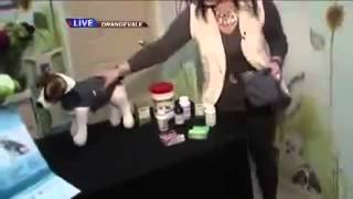 ThunderShirt Dog Anxiety SolutionAsk A Vet With Dr Jyl Rubin [upl. by Yahsan]