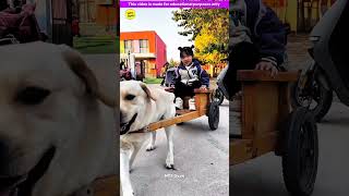 Smart genius pet dog 🐶😍 part3  Smart Appliances Kitchen Utensils Home Inventions MTS Gyan [upl. by Neenej]