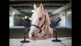 NEIGHSMR aka Horse Eating ASMR [upl. by Aniz]