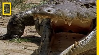 Monitor Lizard vs Croc  National Geographic [upl. by Llecram]