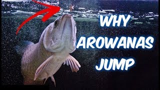 Why Arowana JUMP and How to PREVENT INJURY [upl. by Mathilde]