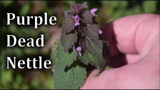 How to Identify Purple Dead Nettle  Lamium purpureum [upl. by Dnamron]