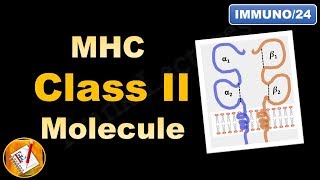 MHC Class II molecule  Structure and Role FLImmuno24 [upl. by Ecyarg]