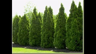 Growing the Emerald Green Arborvitae [upl. by Valente]