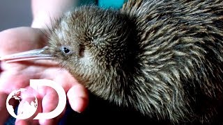 Saving Baby Kiwis From Extinction  Modern Dinosaurs [upl. by Weyermann]