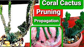 Euphorbia Lactea Cristata Pruning Propagation amp Results  Coral Cactus Guide [upl. by Nimad891]