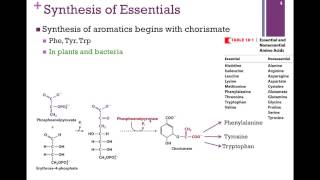 137Synthesis of Essential Amino Acids [upl. by Ahtnammas]