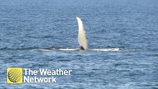 Whale waves quotHELLOquot in Bonavista Newfoundland [upl. by Ehr]