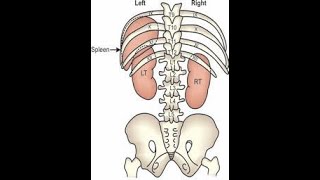 SPLEEN AND LIVER SURFACE MARKING FOR MBBS AND POST GRADUATE STUDENTS MBBS MRCS MRCP [upl. by Airetnahs419]