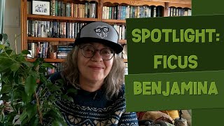 Ficus Benjamina Spotlight Care Guide amp Tips [upl. by Edin196]