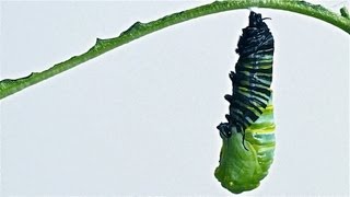 Caterpillar to Chrysalis Metamorphosis Timelapse [upl. by Kerrison]