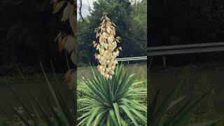 Beautiful Yucca Filamentosa flowers viralshorts trendingshorts [upl. by Myrlene]