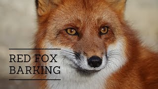 The Sound of a Fox Barking [upl. by Flodur]