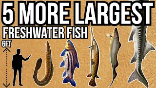 5 More of The Largest Freshwater Fish In The World Part 9 [upl. by Crichton]