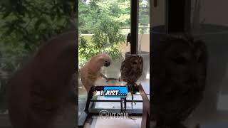 Cockatoo Annoys Owl in Feather Tugging Standoff 🦉 [upl. by Nohshan]