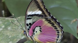 Butterflies of West Africa part 1 Euphaedra [upl. by Enilatan]